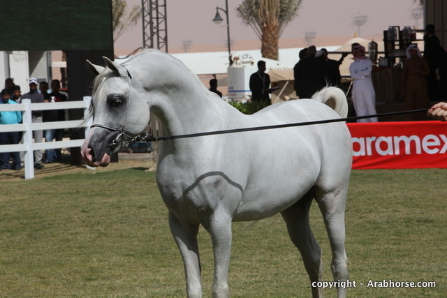 Al Khalediah Arabian Horse Festival Day 3