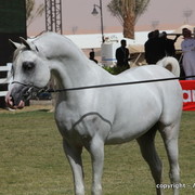 Al Khalediah Arabian Horse Festival Day 3