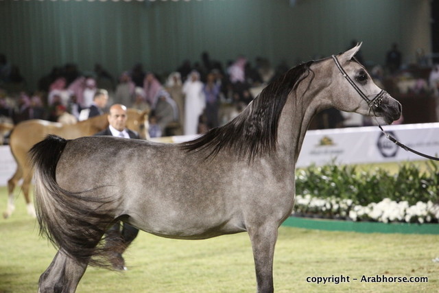 Al Khalediah Arabian Horse Festival Day 3