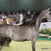 Al Khalediah Arabian Horse Festival Day 3