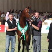 Al Khalediah Arabian Horse Festival Day 3