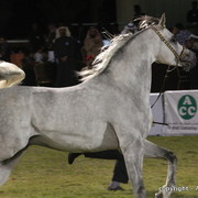 Al Khalediah Arabian Horse Festival Day 3