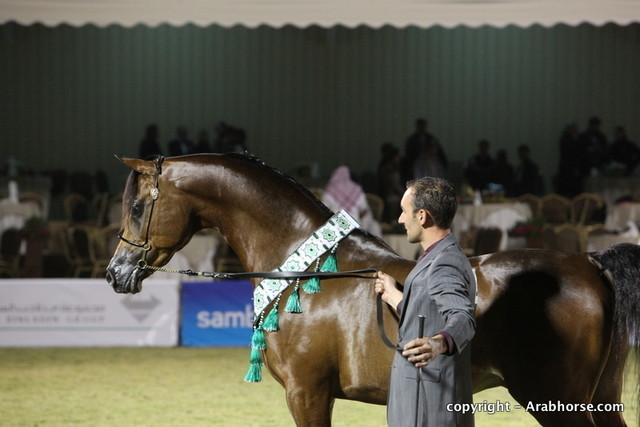 Al Khalediah Arabian Horse Festival Day 3