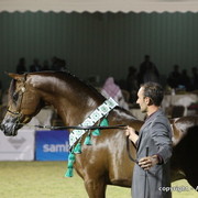 Al Khalediah Arabian Horse Festival Day 3
