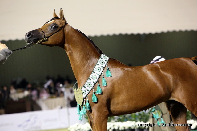 Al Khalediah Arabian Horse Festival Day 3