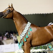 Al Khalediah Arabian Horse Festival Day 3