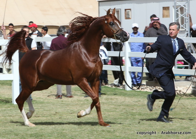 Al Khalediah Arabian Horse Festival Day 3