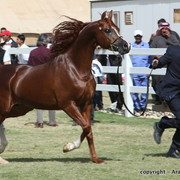 Al Khalediah Arabian Horse Festival Day 3
