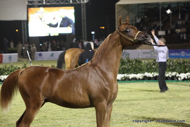 Al Khalediah Arabian Horse Festival Day 3