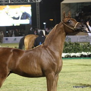 Al Khalediah Arabian Horse Festival Day 3