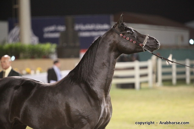 Al Khalediah Arabian Horse Festival Day 3