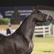 Al Khalediah Arabian Horse Festival Day 3