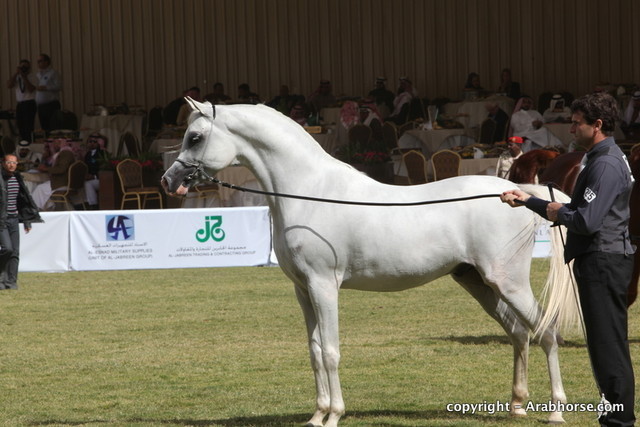 Al Khalediah Arabian Horse Festival Day 3