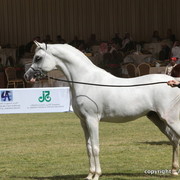Al Khalediah Arabian Horse Festival Day 3