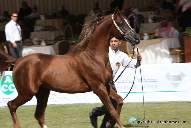 Al Khalediah Arabian Horse Festival Day 3