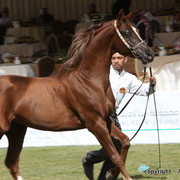 Al Khalediah Arabian Horse Festival Day 3