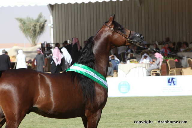 Al Khalediah Arabian Horse Festival Day 3