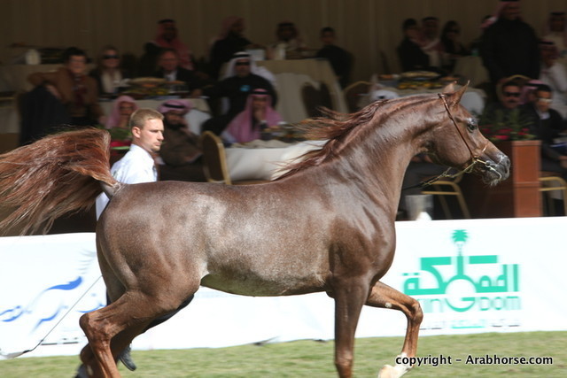 Al Khalediah Arabian Horse Festival Day 3