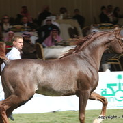 Al Khalediah Arabian Horse Festival Day 3
