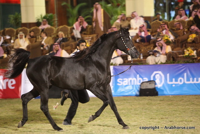 Al Khalediah Arabian Horse Festival Day 3