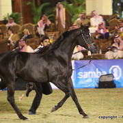 Al Khalediah Arabian Horse Festival Day 3