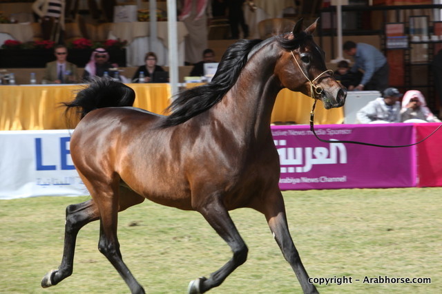 Al Khalediah Arabian Horse Festival Day 3