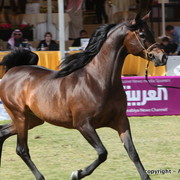 Al Khalediah Arabian Horse Festival Day 3