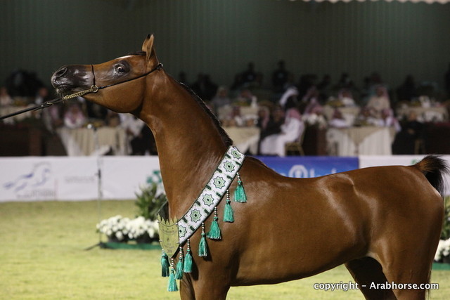 Al Khalediah Arabian Horse Festival Day 3