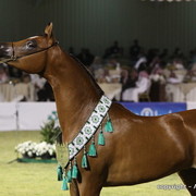 Al Khalediah Arabian Horse Festival Day 3