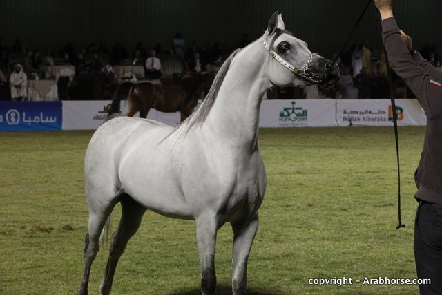 Al Khalediah Arabian Horse Festival Day 3