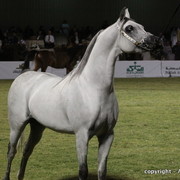 Al Khalediah Arabian Horse Festival Day 3