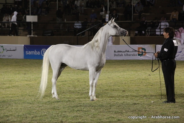 Al Khalediah Arabian Horse Festival Day 3