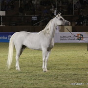 Al Khalediah Arabian Horse Festival Day 3