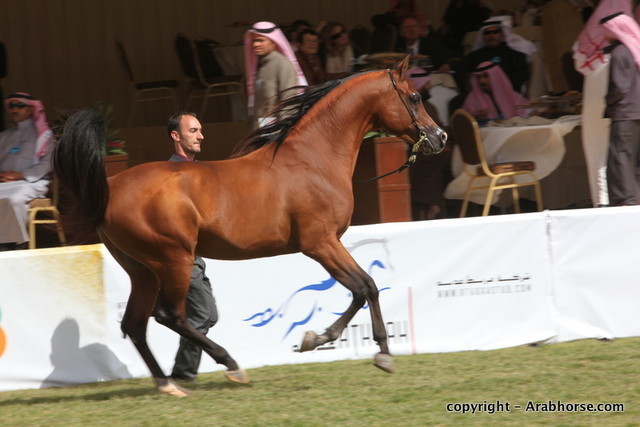 Al Khalediah Arabian Horse Festival Day 3