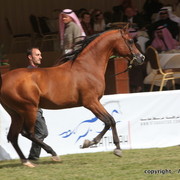 Al Khalediah Arabian Horse Festival Day 3