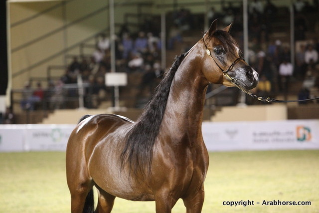 Al Khalediah Arabian Horse Festival Day 3