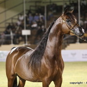 Al Khalediah Arabian Horse Festival Day 3