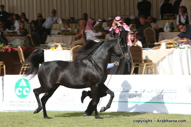 Al Khalediah Arabian Horse Festival Day 3
