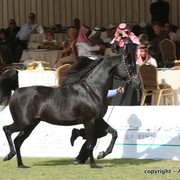 Al Khalediah Arabian Horse Festival Day 3