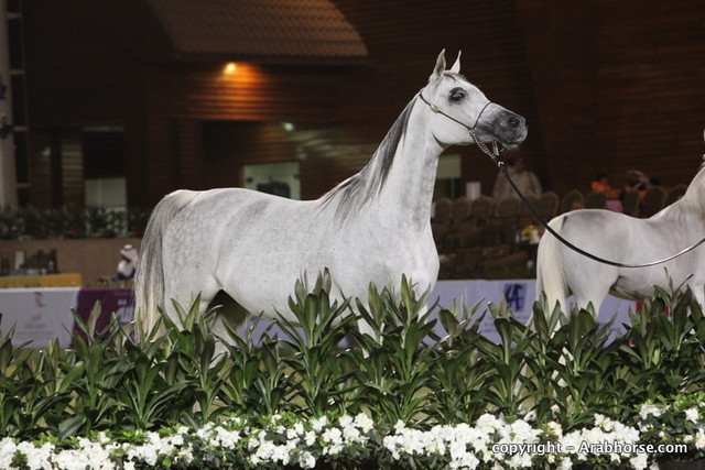 Al Khalediah Arabian Horse Festival Day 3
