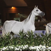 Al Khalediah Arabian Horse Festival Day 3