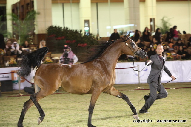 Al Khalediah Arabian Horse Festival Day 3