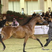Al Khalediah Arabian Horse Festival Day 3