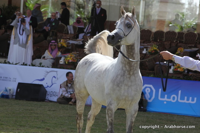 Al Khalediah Arabian Horse Festival Day 3