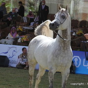 Al Khalediah Arabian Horse Festival Day 3