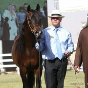 Al Khalediah Arabian Horse Festival Day 3