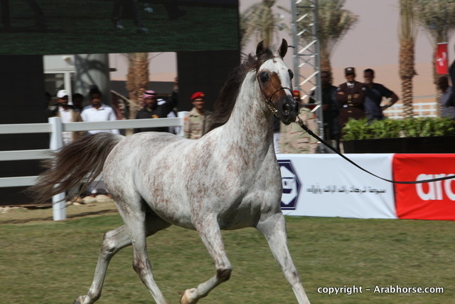 Al Khalediah Arabian Horse Festival Day 3