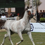 Al Khalediah Arabian Horse Festival Day 3