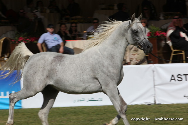 Al Khalediah Arabian Horse Festival Day 3