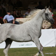 Al Khalediah Arabian Horse Festival Day 3